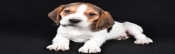 Beagle dogs for sale: Alex - Ad 2