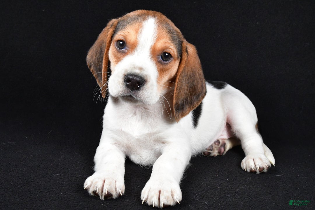 Beagle dogs for sale: Alex - Ad 2