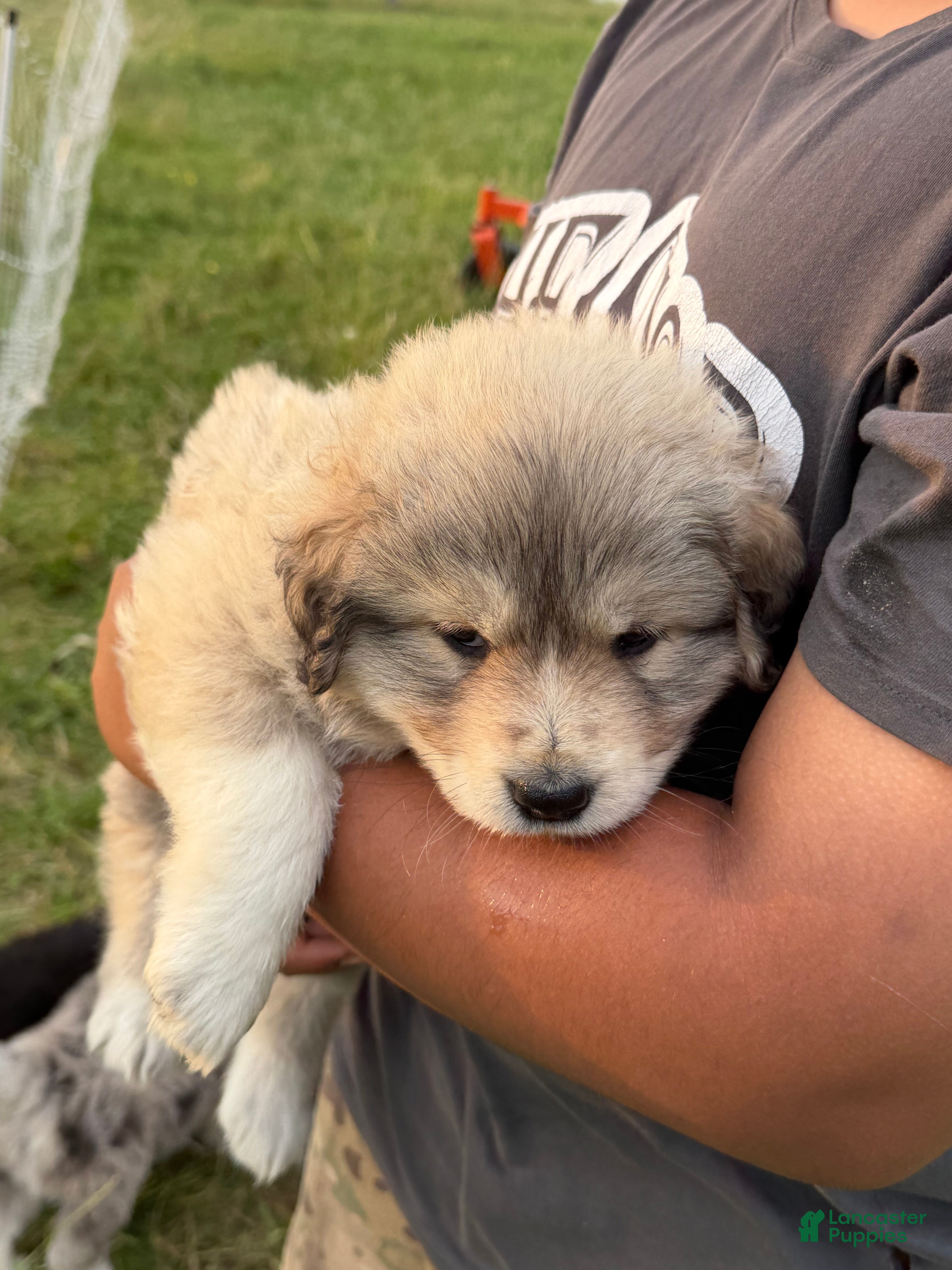 Mixed Breed dogs Mixed Breed 3 - Ad 2