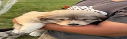Mixed Breed dogs for sale: Mixed Breed 3 - Ad 10