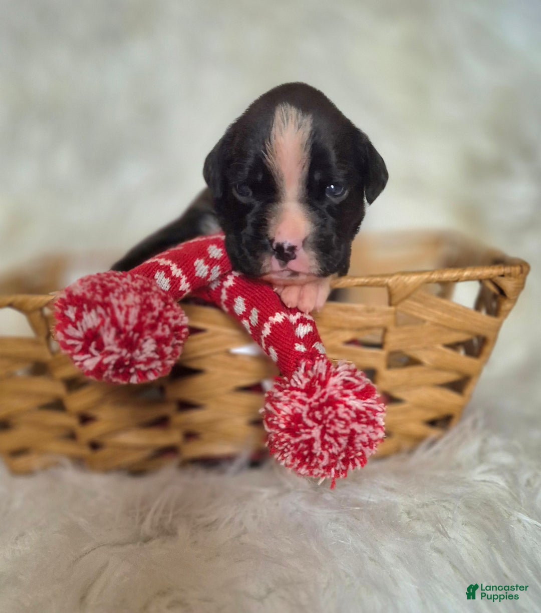 Boxer dogs for sale: Onyx - Ad 4