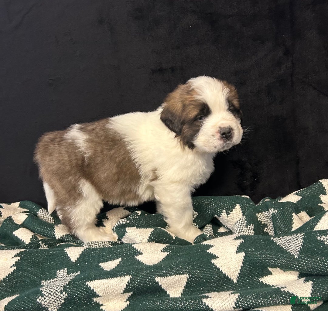 Saint Bernard dogs for sale: Chase - Ad 3