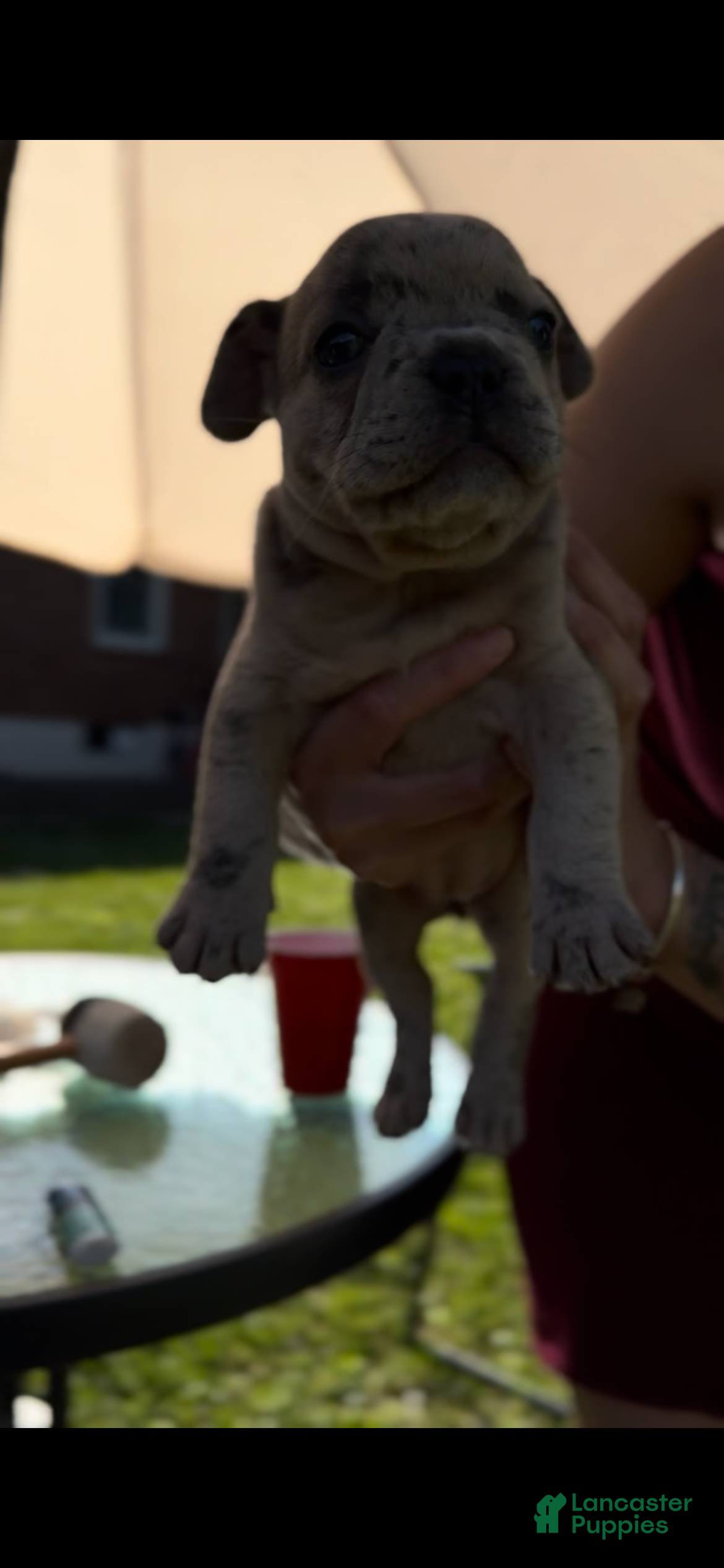 French Bulldog dogs Emmy - Ad 7
