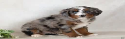Bernedoodle dogs for sale: Scout - Ad 3