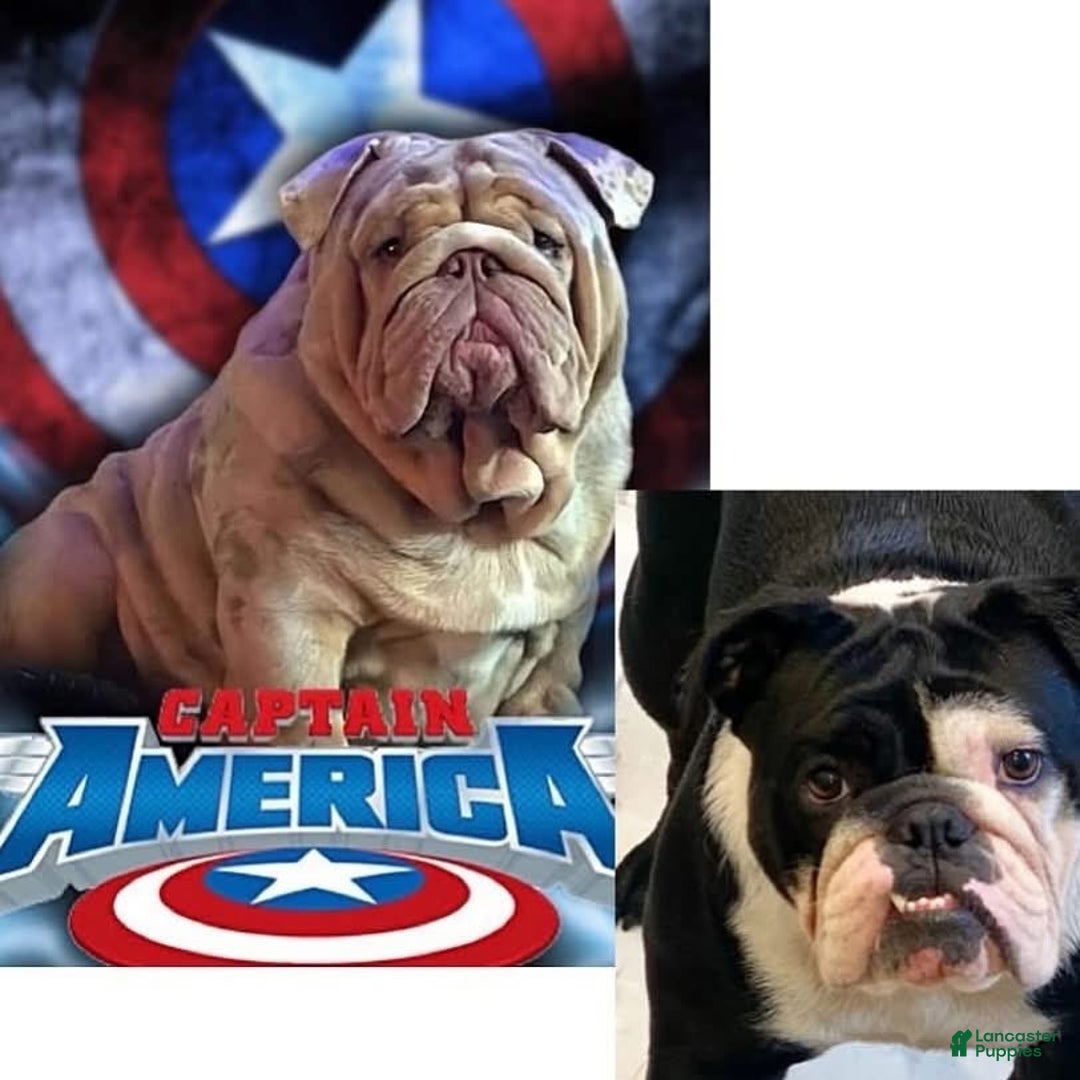 English Bulldog dogs for sale: Elliot - Ad 5