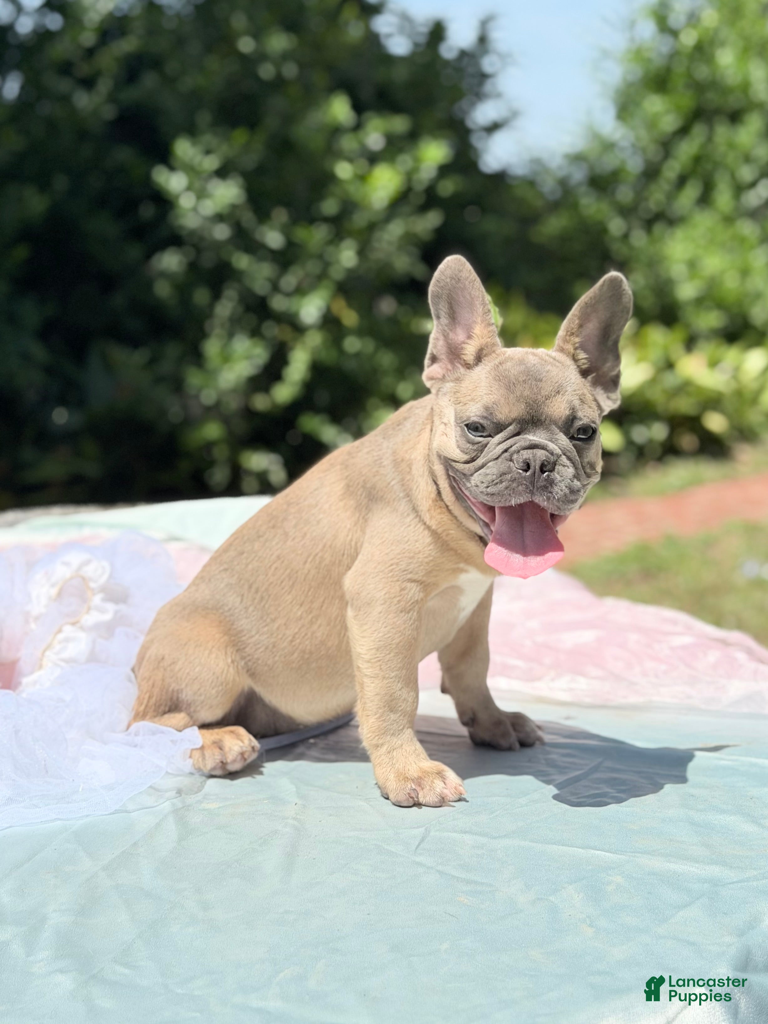 French Bulldog dogs French Bulldog 2 - Ad 2