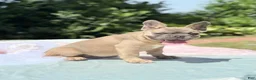 French Bulldog dogs for sale: French Bulldog 2 - Ad 2