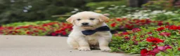 Golden Retriever dogs for sale: Burnell - Ad 8