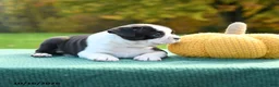 Boston Terrier dogs for sale: Nutella - Ad 3