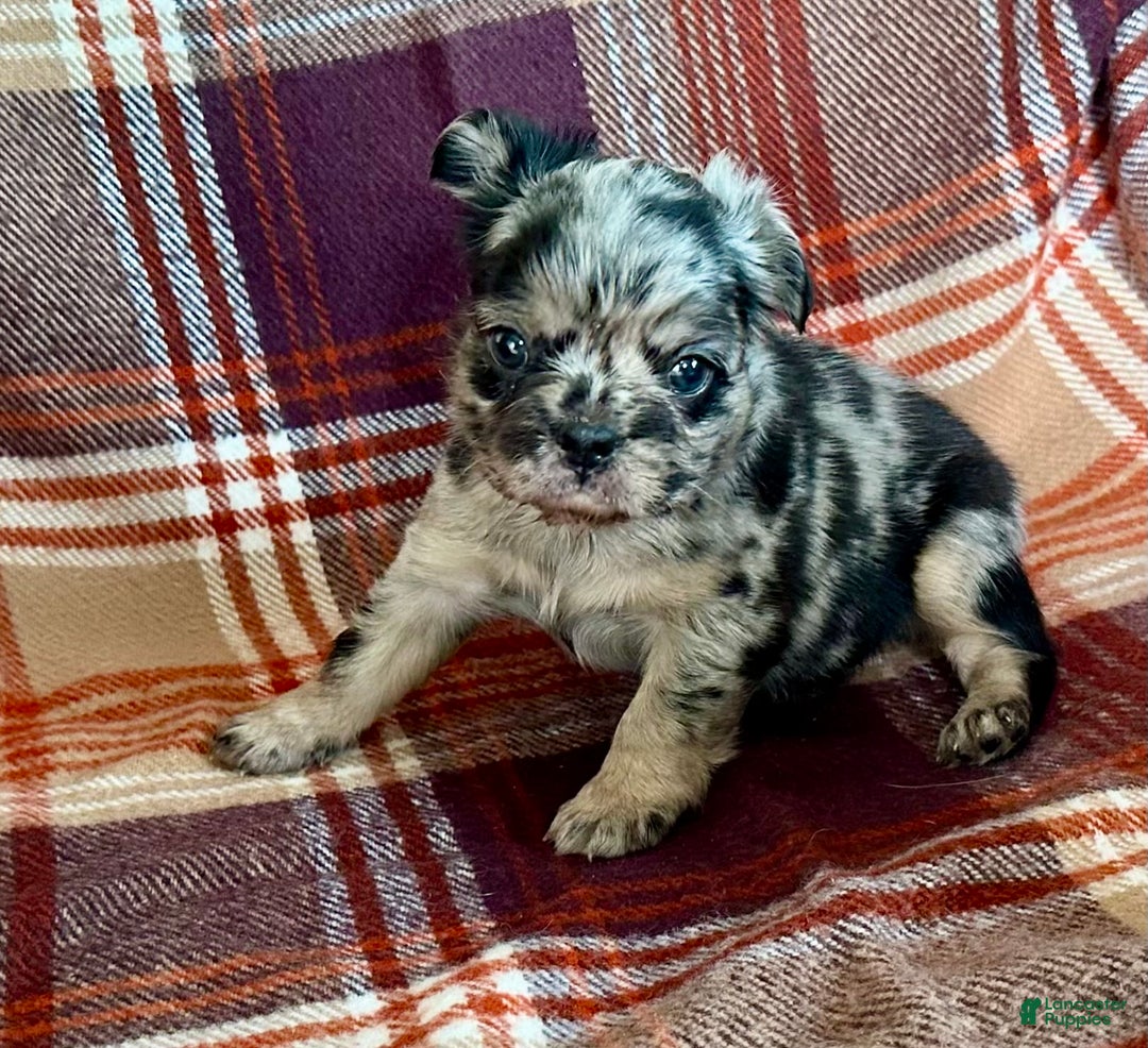 French Bulldog dogs for sale: Baxstin  - Ad 10