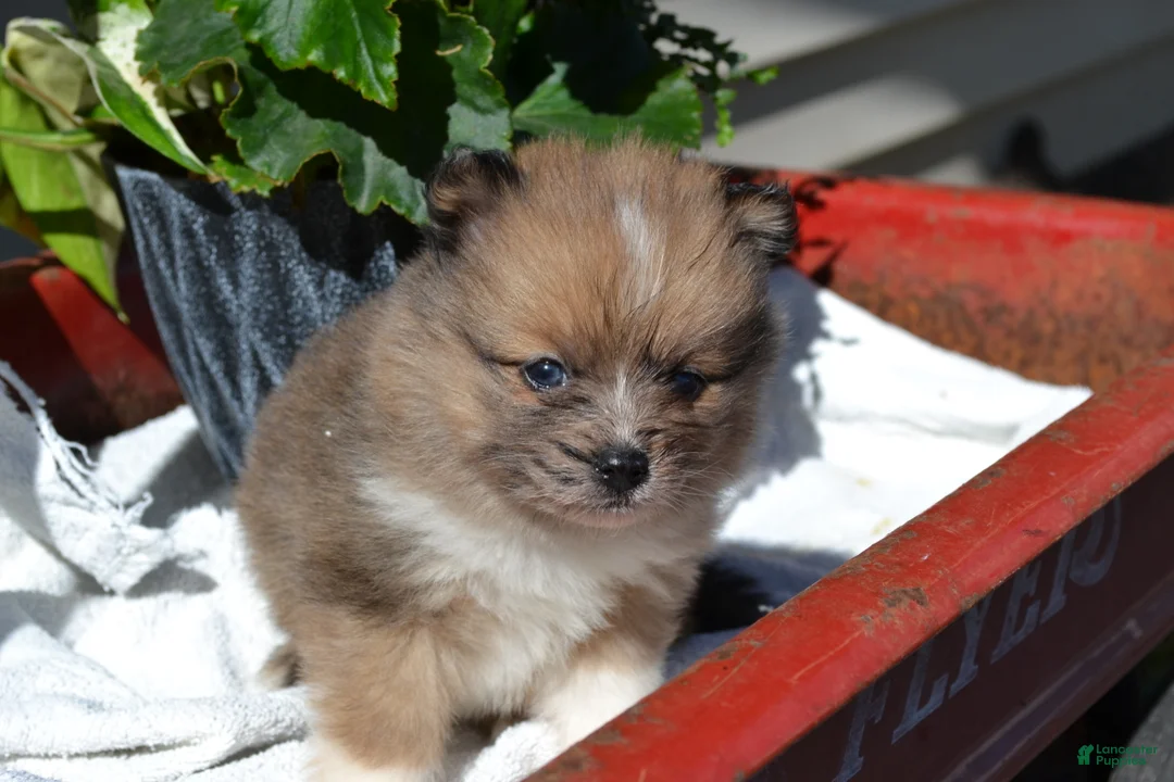 Pomeranian dogs for sale: Warrior - Ad 1