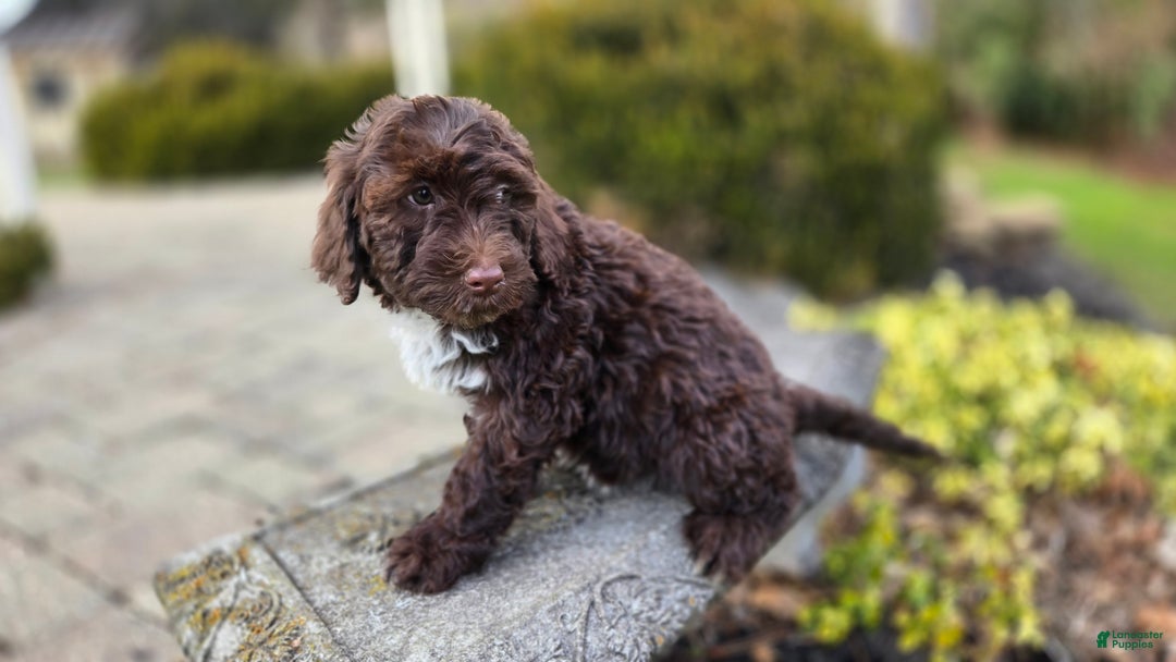 Portuguese Water Dog dogs for sale: Tori - Ad 20