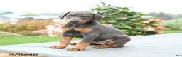Mixed Breed dogs for sale: Fancy - Ad 3