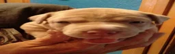 American Pit Bull Terrier dogs for sale: Sandie - Ad 11