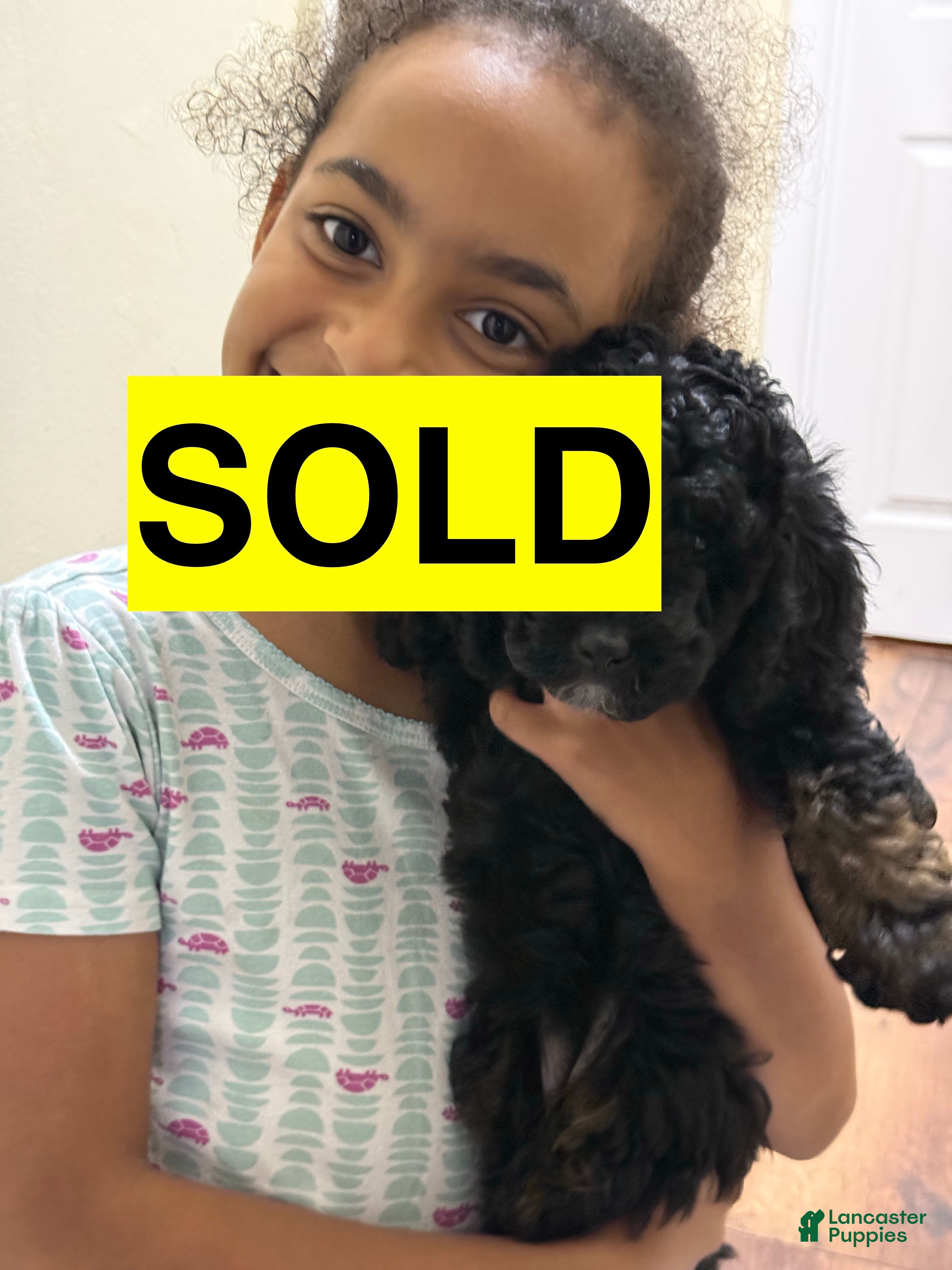 Mini Goldendoodle dogs Mini Goldendoodle Puppy 3 - Ad 1