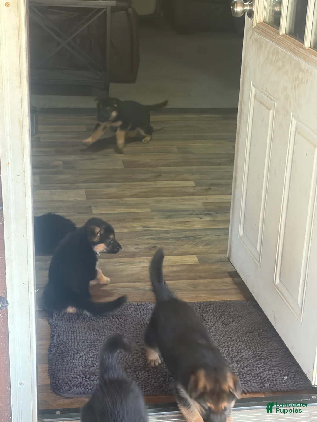 German Shepherd dogs for sale: German Shepherd Puppy 4 - Ad 4