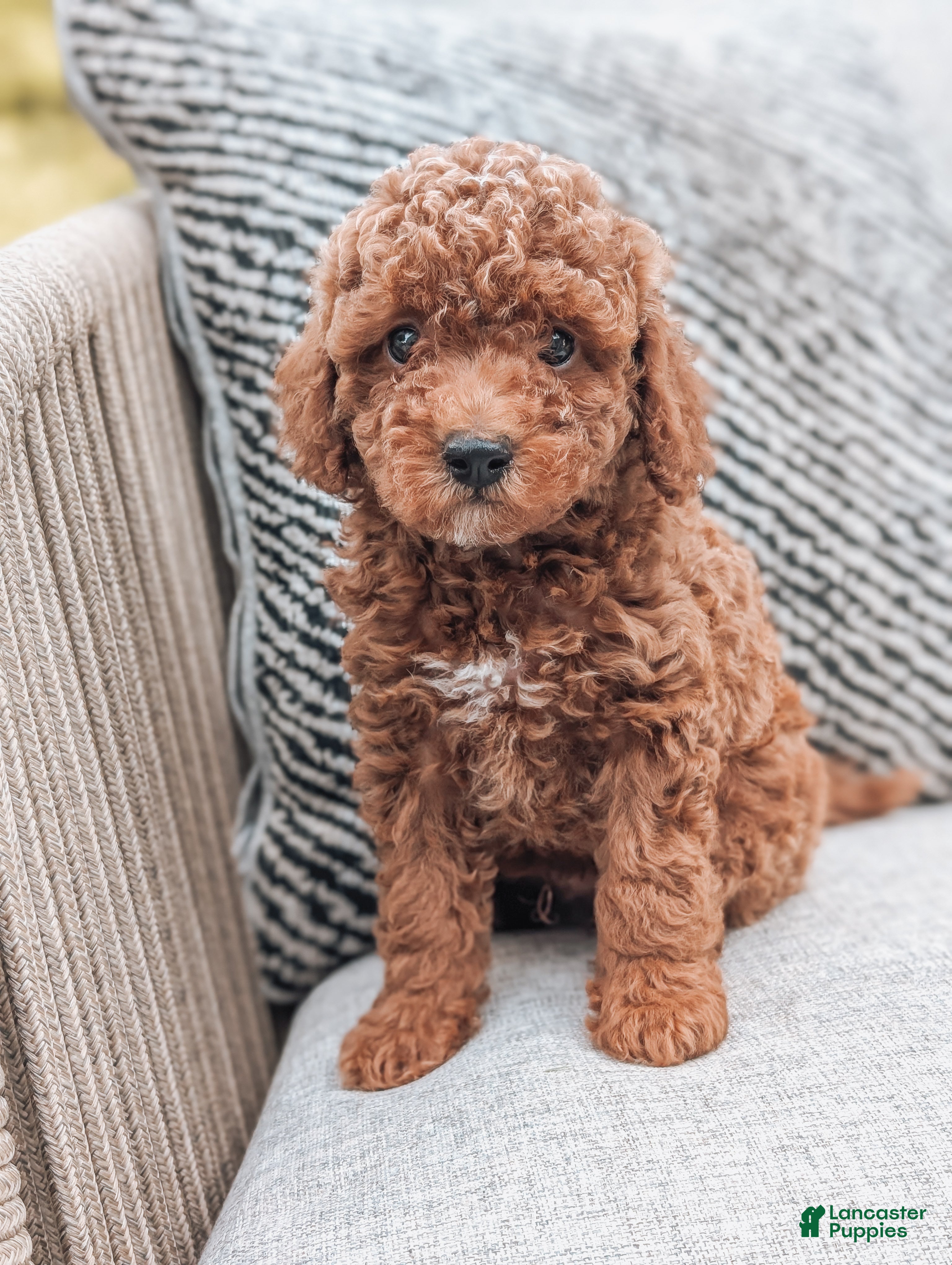Miniature Poodle dogs Ginger - Ad 1