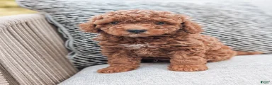 Ginger