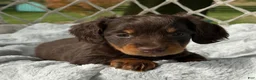 Miniature Dachshund dogs for sale: Bentley - Ad 6