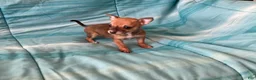Chihuahua dogs for sale: Lacey - Ad 4
