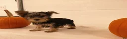Yorkshire Terrier dogs for sale: Ruby - Ad 8