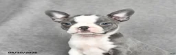 Boston Terrier dogs for sale: Teresa - Ad 3