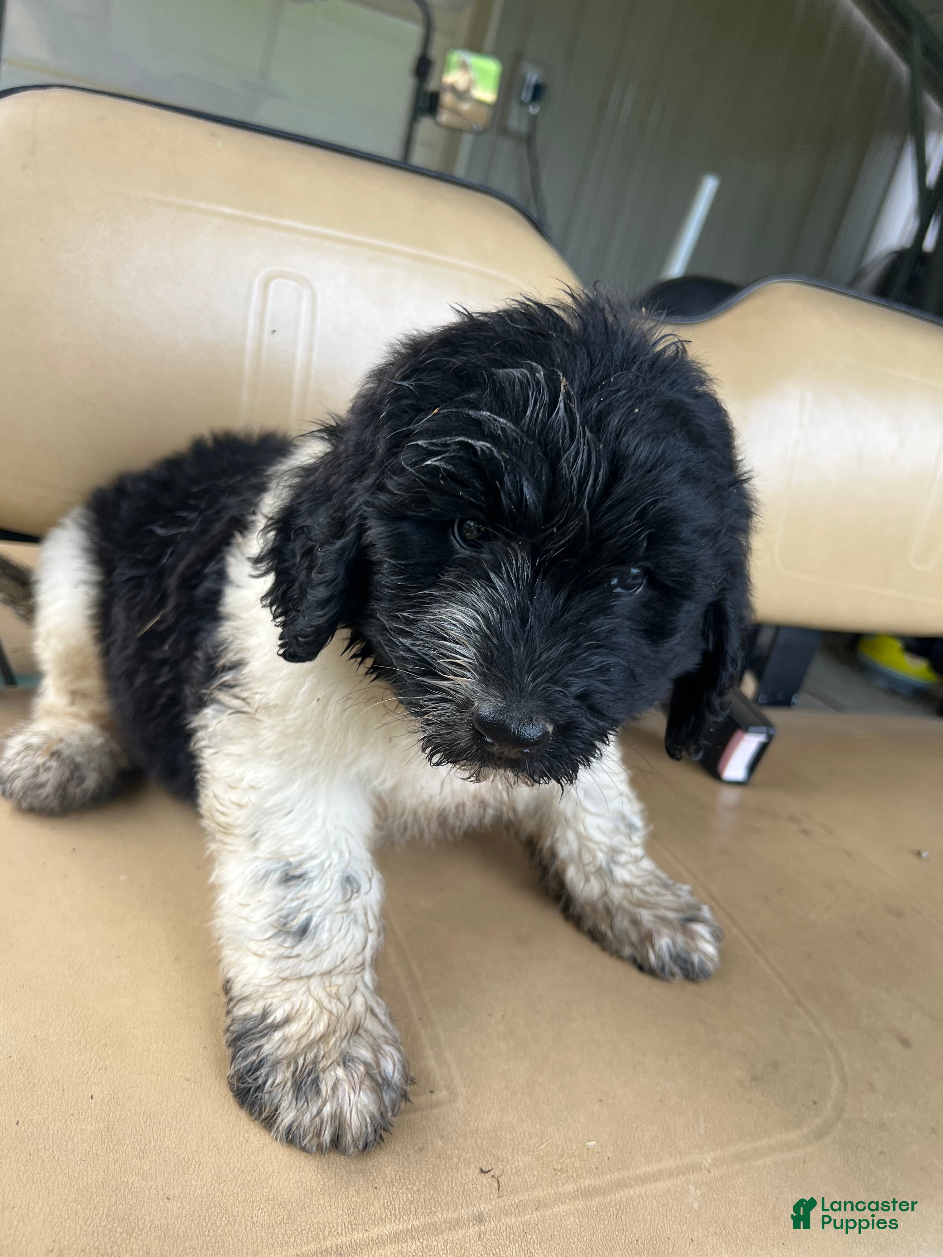 Newfypoo dogs Newfypoo 2 - Ad 1