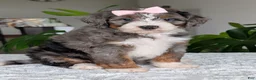 Mini Bernedoodle dogs for sale: Mini Indy - Ad 18