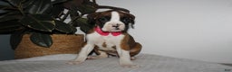 Boxer dogs for sale: Boxer Puppy 1 - Ad 3