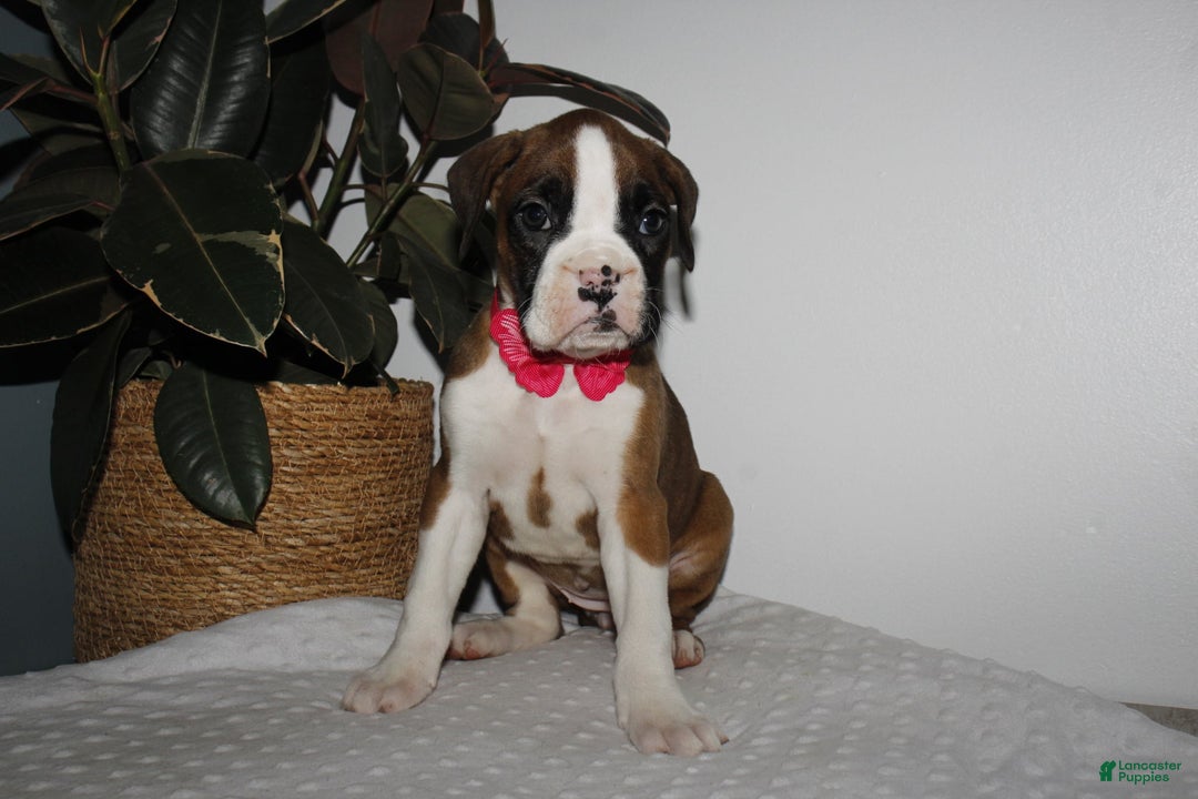 Boxer dogs for sale: Boxer Puppy 1 - Ad 3