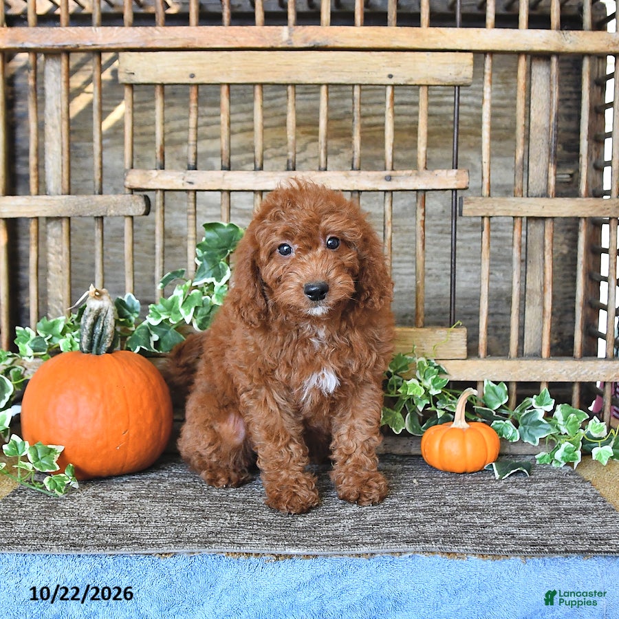 Mini Goldendoodle dogs for sale: Alma - Ad 2