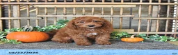 Mini Goldendoodle dogs for sale: Alma - Ad 2