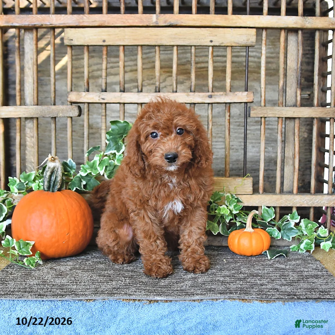 Mini Goldendoodle dogs for sale: Alma - Ad 2