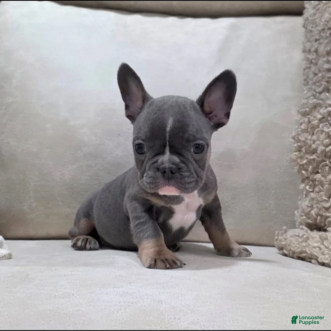 French Bulldog dogs for sale: Fiona - Ad 7