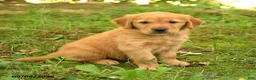 Golden Retriever dogs for sale: Dustin - Ad 5