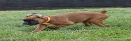Boxer dogs for sale: Narissa Boxer  - Ad 5