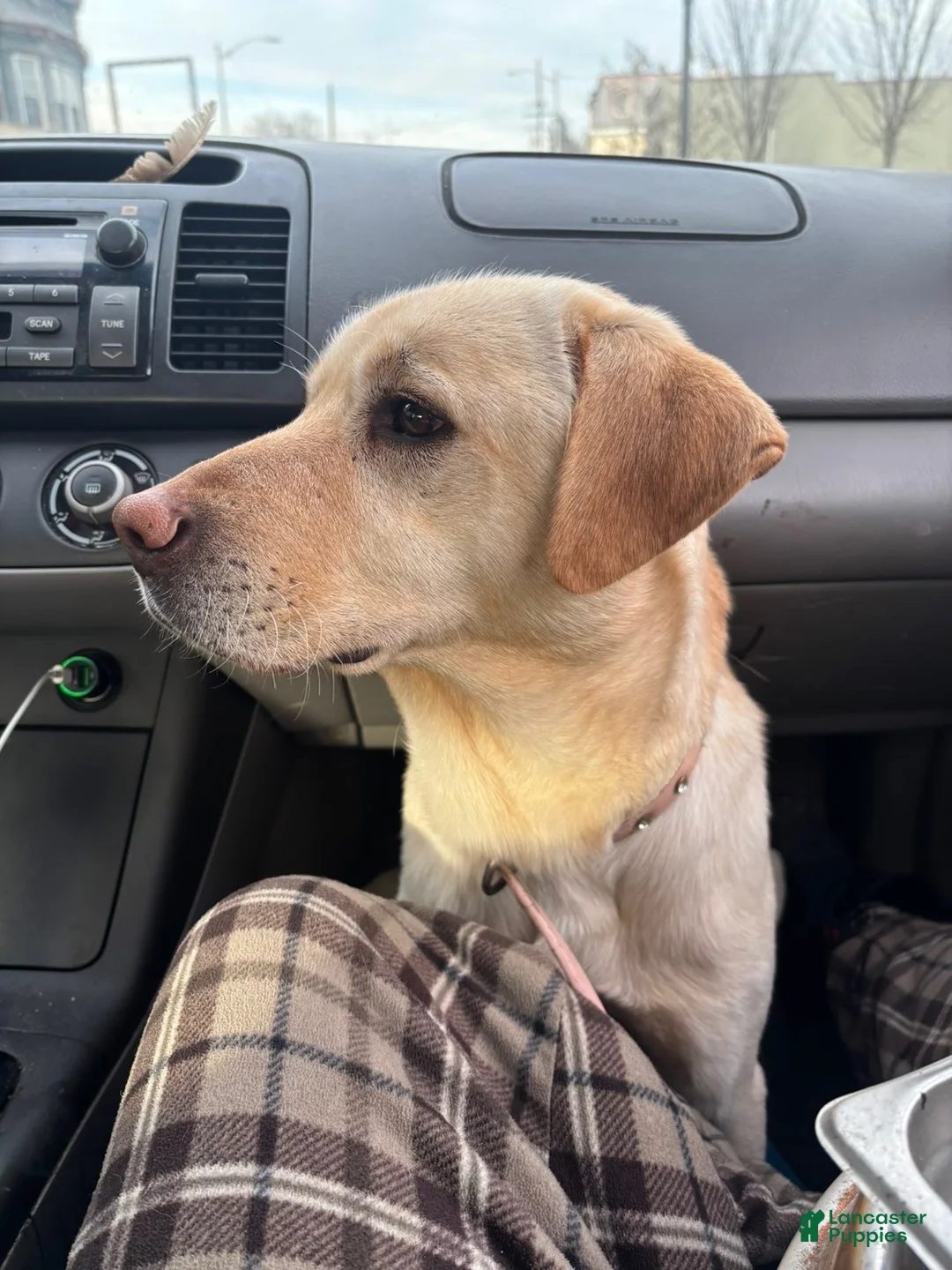 Labrador Retriever dogs for sale: Labrador Retriever Puppy 1 - Ad 2