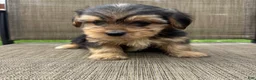 Yorkshire Terrier dogs for sale: 1 Pauly - Ad 6