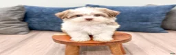 Havanese dogs for sale: Dolly - Ad 2