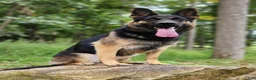 German Shepherd dogs for sale: German Shepherd 8 Thunder - Ad 9