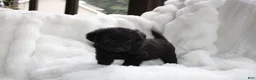 Mixed Breed dogs for sale: Wiley - Ad 5