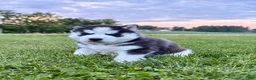 Siberian Husky dogs for sale: Billy - Ad 4