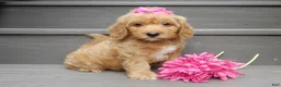 Mini Goldendoodle dogs for sale: Indy - Ad 4