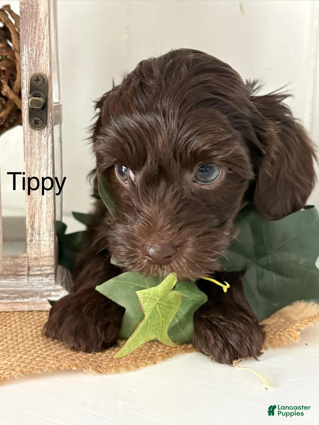 Yorkiepoo dogs for sale: Tippy - Ad 1