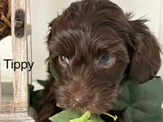 Yorkiepoo dogs Tippy - Ad 34