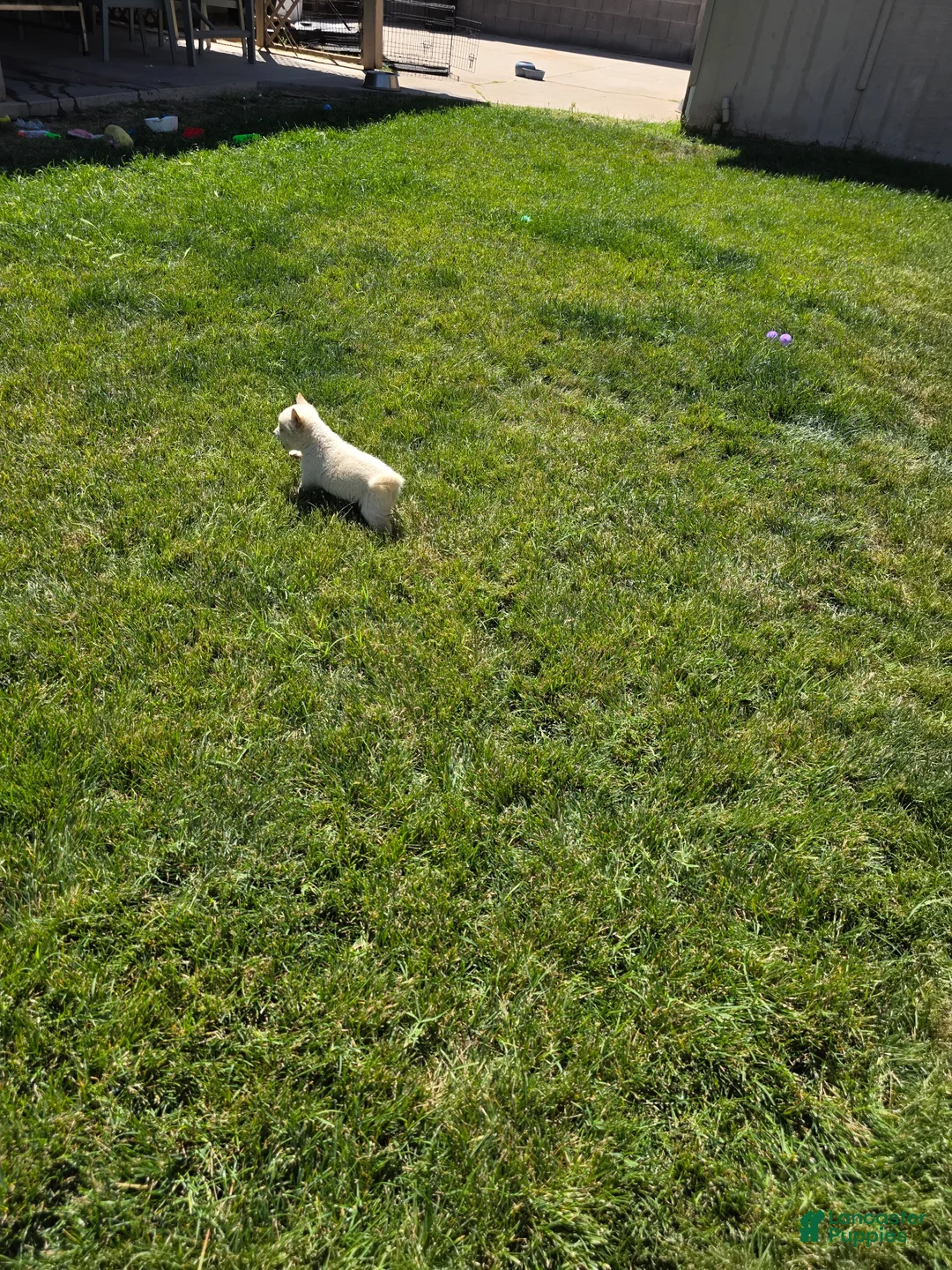 Shiba Inu dogs for sale: Shiba Inu Puppy 2 - Ad 7