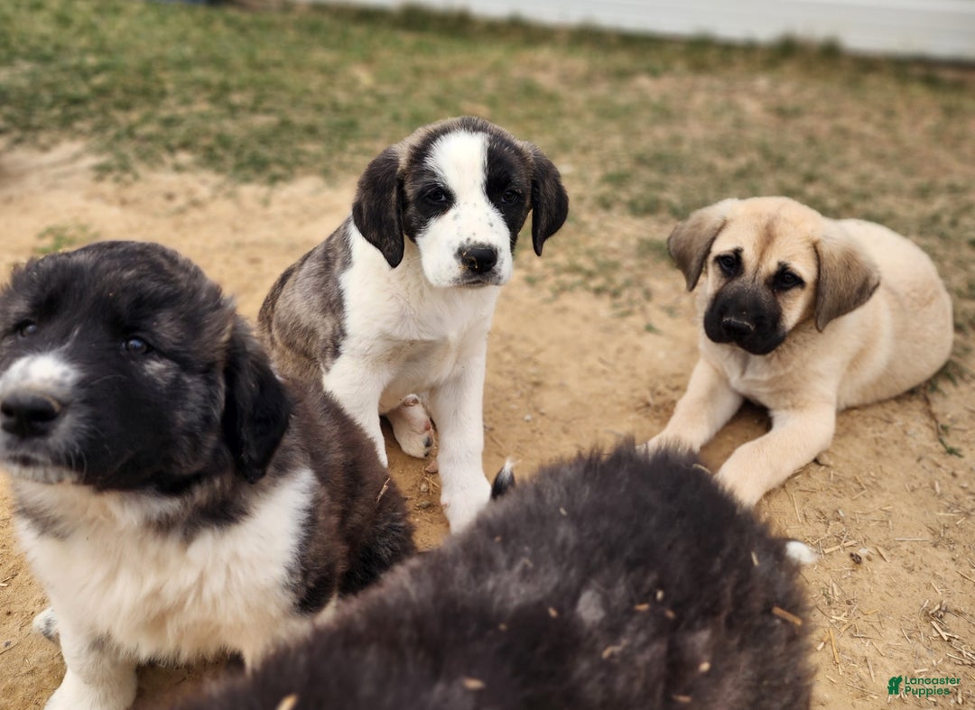 Anatolian Shepherd dogs for sale: AKC Blue M1 ASD puppy - Ad 15