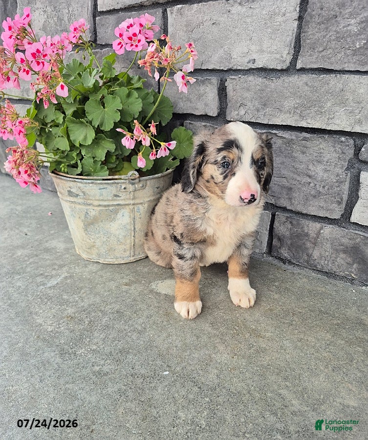 Mini Bernedoodle dogs for sale: Echo - Ad 3