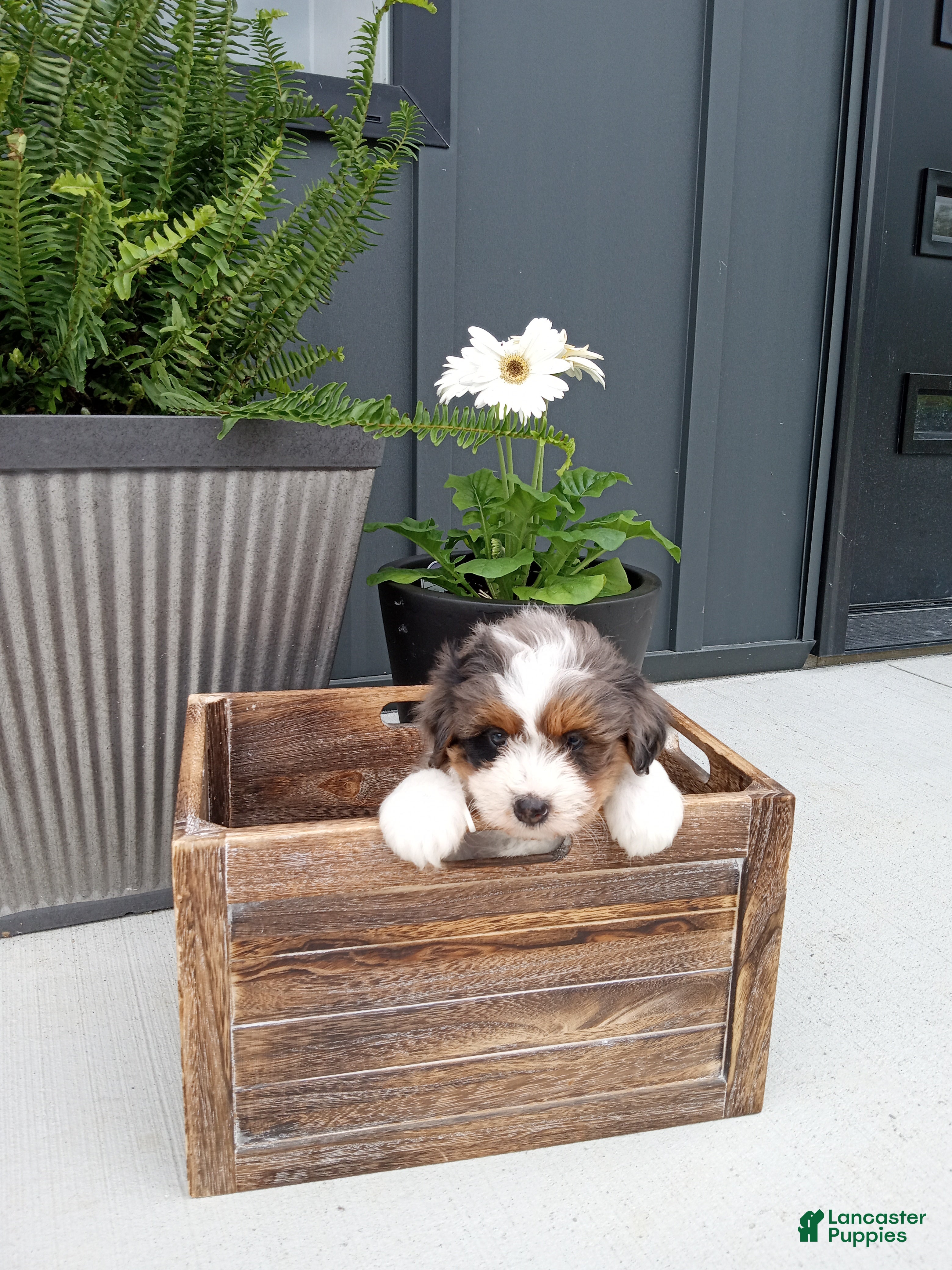 Mini Bernedoodle dogs Lucy - Ad 1