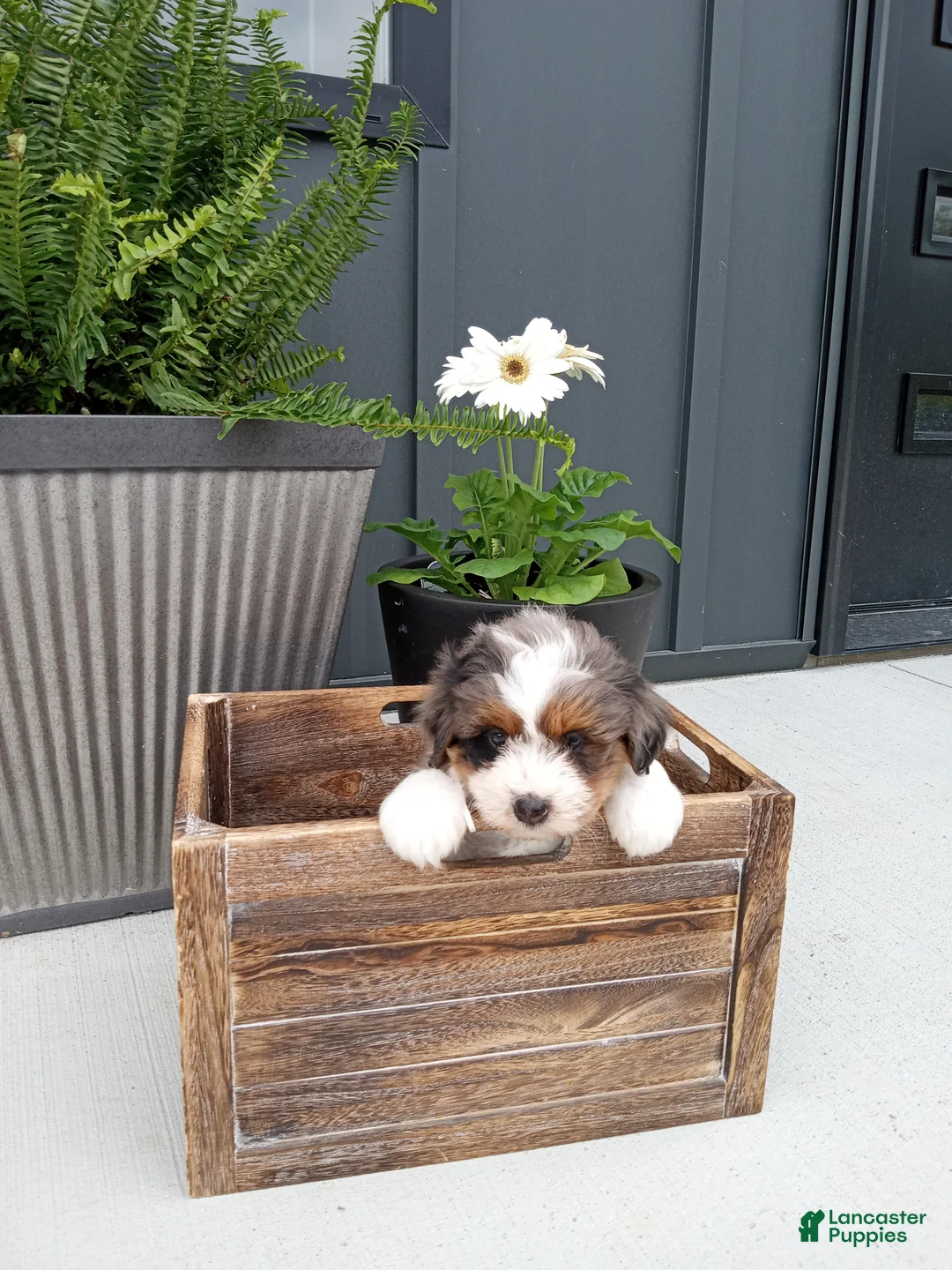 Mini Bernedoodle dogs for sale: Lucy - Ad 1